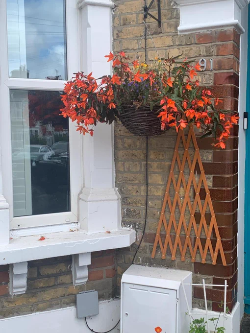 A hanging basket with orange trailing begonias.