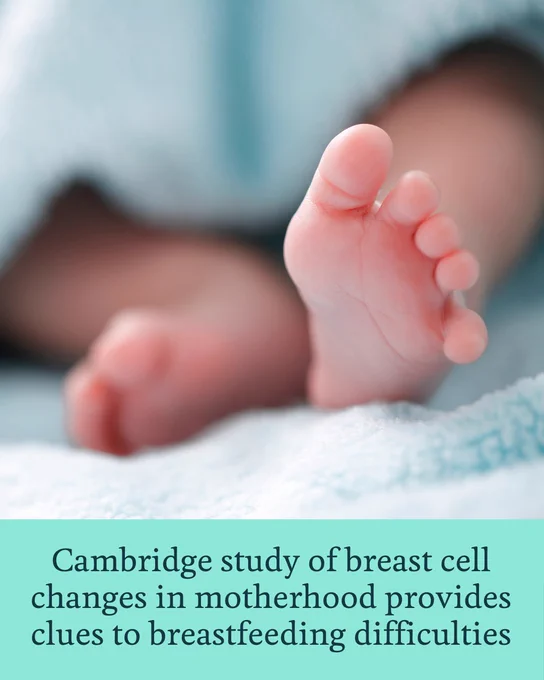 Close-up of a baby's foot under a soft blue blanket. A text overlay beneath the image reads: "Cambridge study of breast cell changes in motherhood provides clues to breastfeeding difficulties".