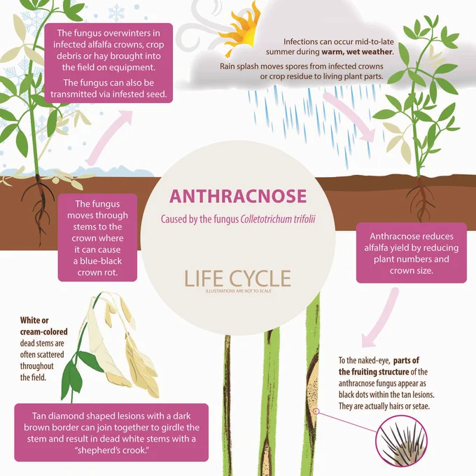 Illustration of the alfalfa anthracnose disease cycle starting with the fungus overwintering in infected alfalfa or being spread by field equipment or on contaminated seed, to infection that occurs in mid to late summer during warm and wet weather, to it reducing yield and developing stem lesions with fungal structures on the inside to leaves and stems wilting and discoloration in the crowns.