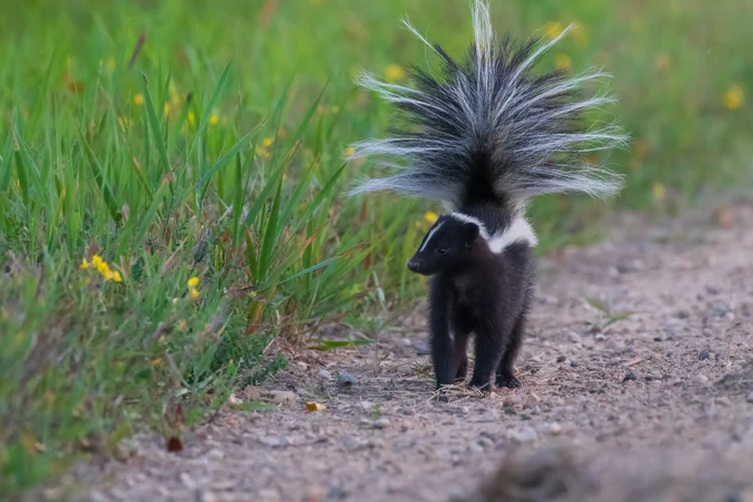 A striped skunk walking along a gravel road