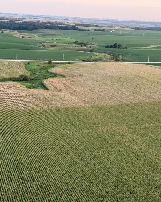 southern rust in corn