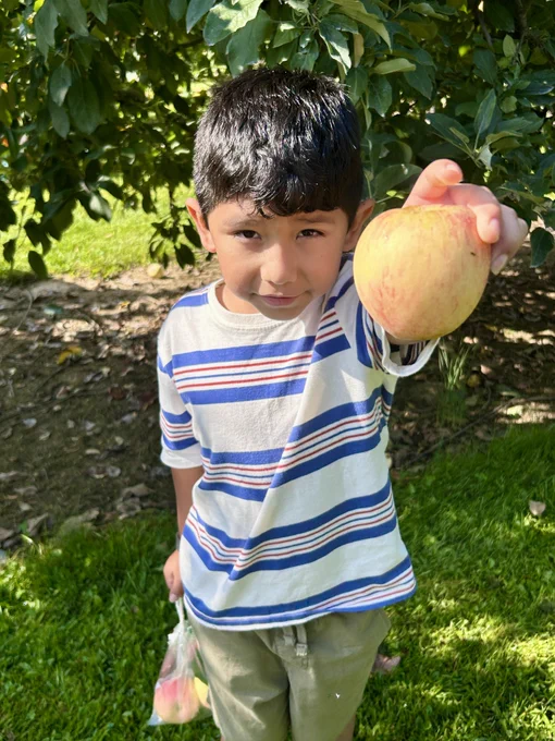 boy with dark hair and a striped shirt stands in front of an apple tree and holds a red and yellow apple out to the camera