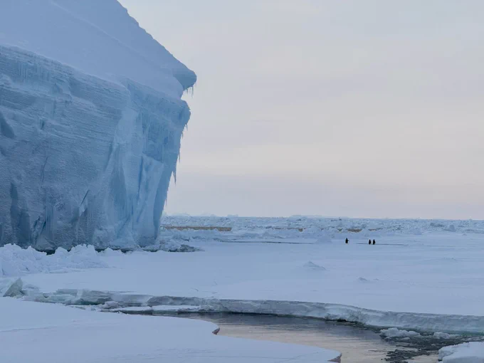 Penguins walking across sea ice by a large iceberg