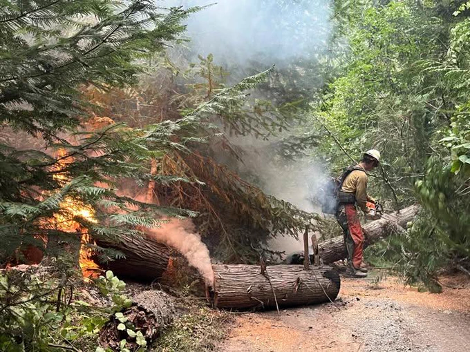 A firefighter uses a chainsaw to cut a burning log in the forest. 