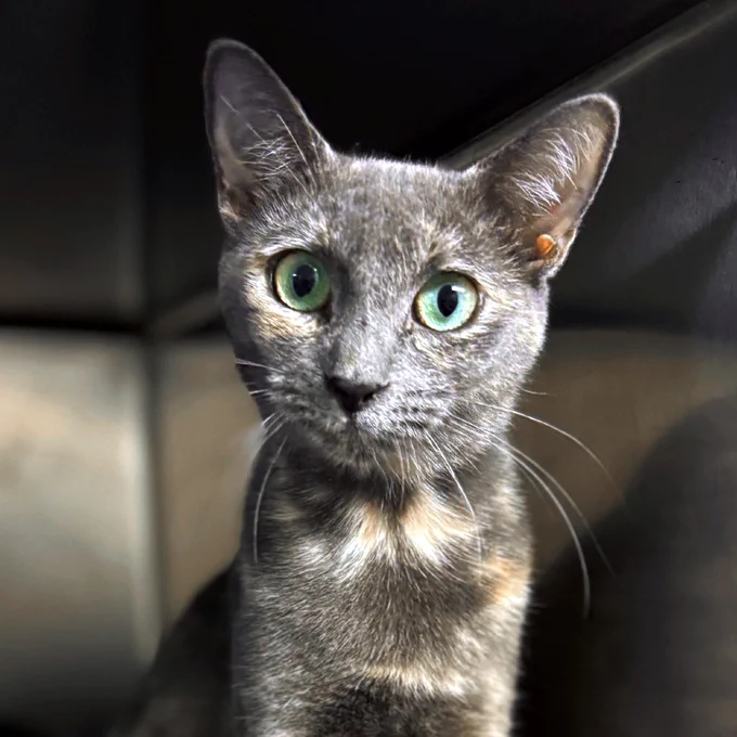 One-year-old tortie with expressive green eyes, rescued cat named Lilac is available for adoption through Lost Dog & Cat Rescue Foundation