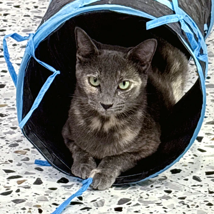 One-year-old tortie with expressive green eyes, rescued cat named Lilac is available for adoption through Lost Dog & Cat Rescue Foundation