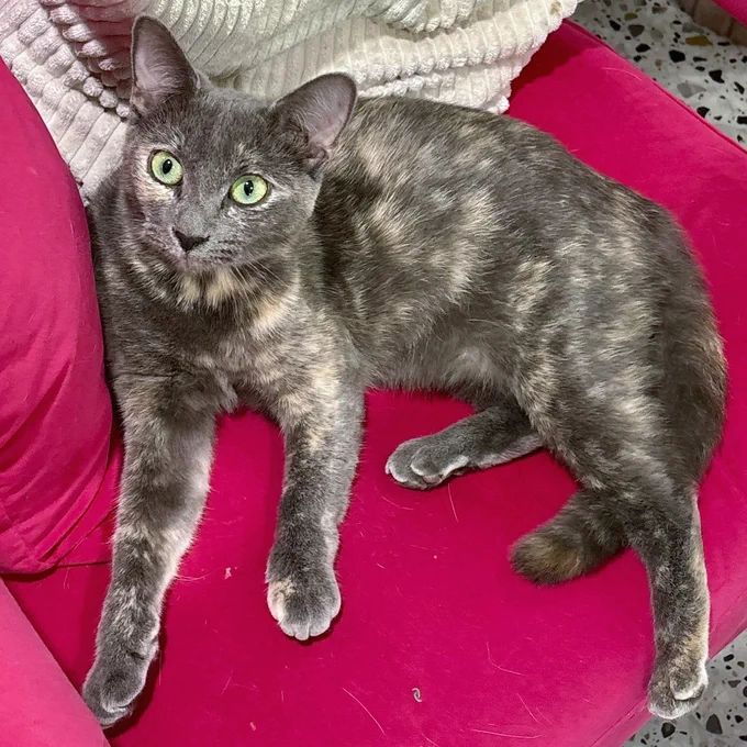One-year-old tortie with expressive green eyes, rescued cat named Lilac is available for adoption through Lost Dog & Cat Rescue Foundation