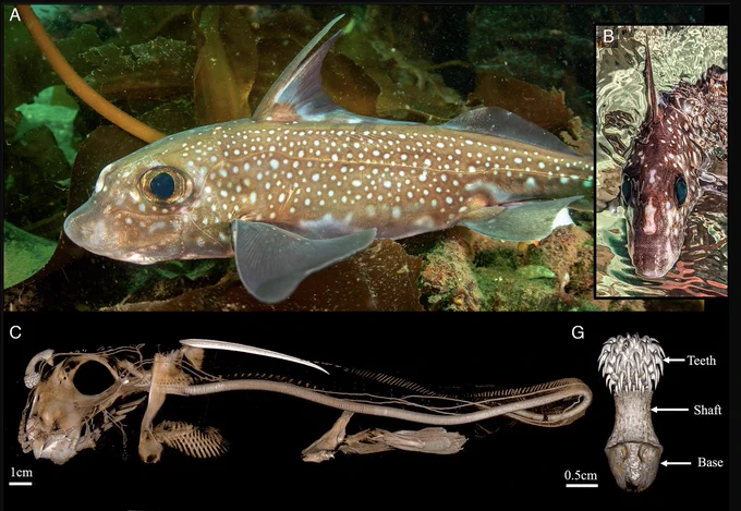 Photograph of adult, male H. colliei in Puget Sound. (C) Micro-CT scan of male H. colliei. (G) Segmentation of the adult tenaculum.
CREDIT: Photograph used with permission from Tiare Boyes.
