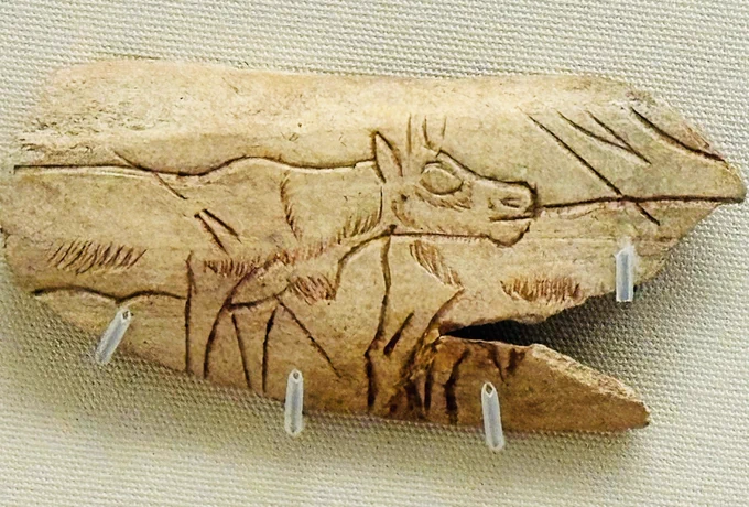 A photo of a fragment of bone with the outline of a reindeer calf carved onto it.
