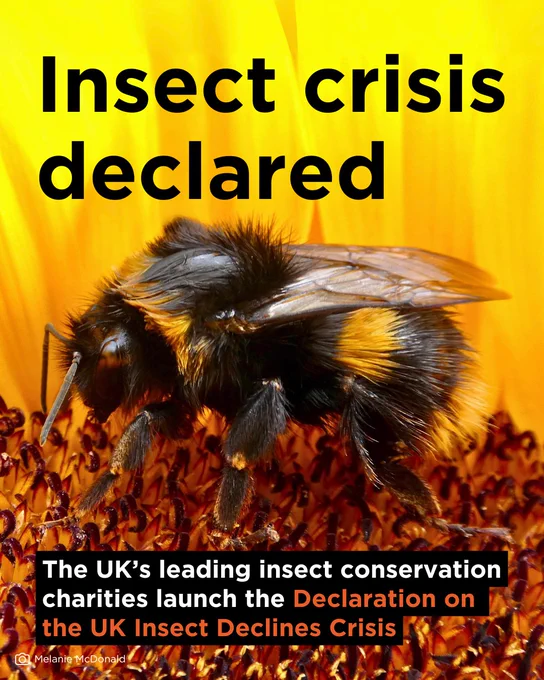 A close-up of a bumblebee feeding on a sunflower. Text reads: Insect crisis declared. The UK’s leading insect conservation charities launch  the Declaration on the UK Insect Declines Crisis.