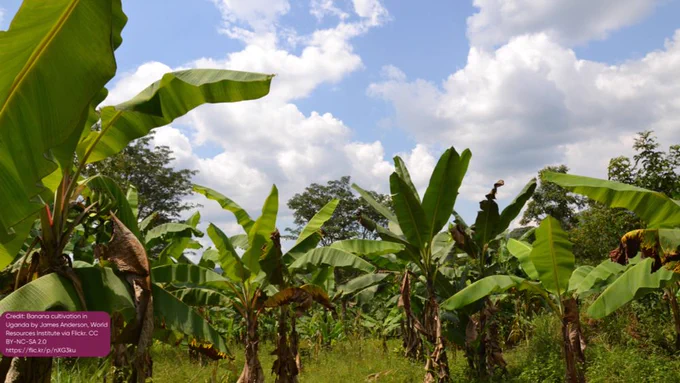 Banana plantation in Uganda