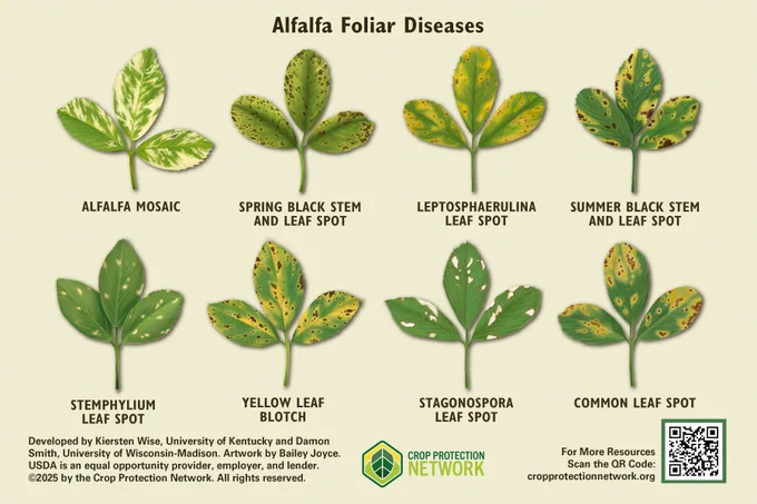 Eight alfalfa leaf illustrations on a light colored background. Each leaf shows symptoms of a different disease, with most appearing as yellowing and dead spots. 