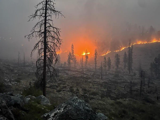 A forested hillside burns with the fire line illuminated with orange fire and already burned trees in the foreground. 