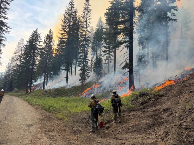 Firefighters in protective gear monitor a burn operation on a hillside. 