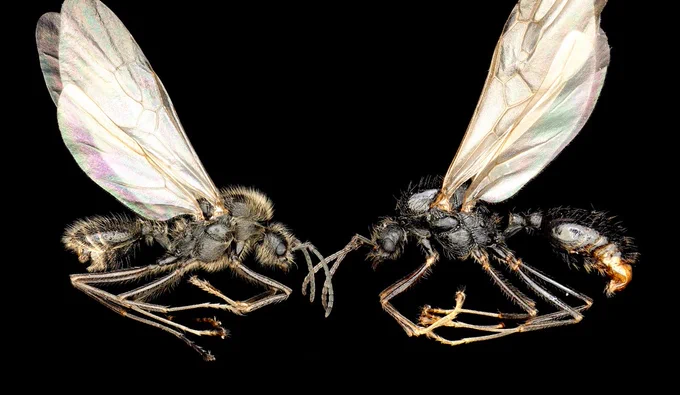 Las reinas de la especie ibérica Messor ibericus pueden dar a luz a ejemplares de su propia especie (izquierda) y, mediante un mecanismo de clonación, a descendencia de una especie distinta (Messor structor, derecha). Créditos de la imagen: Jonathan Romiguier, Yannick Juvé, Laurent Soldati