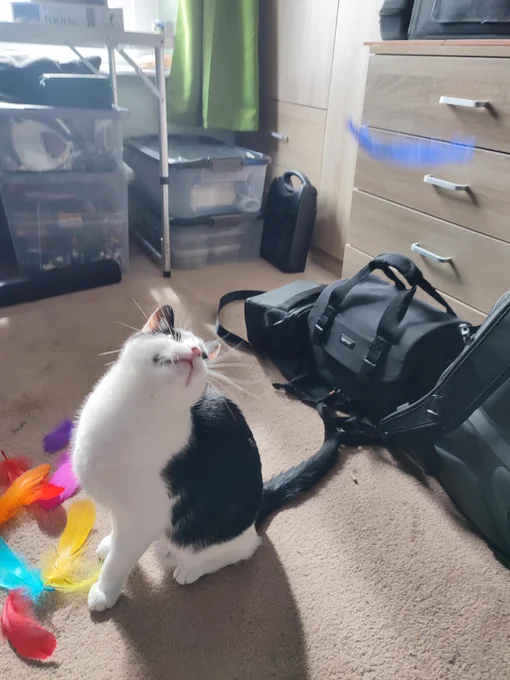 Loki playing with feathers 