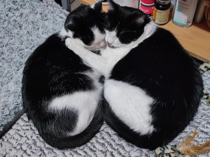 Loki and Chi cuddling 