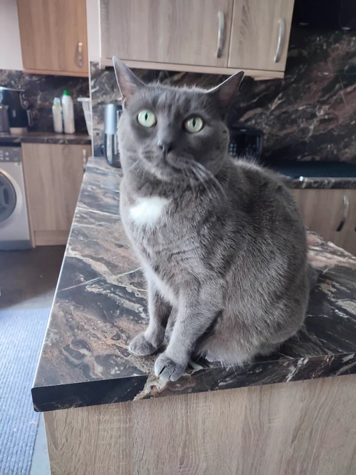 Cassy sat on kitchen worktop 