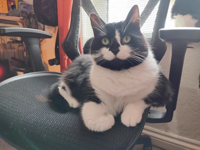 Luna sat on computer chair 