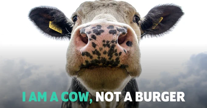 Close-up of a cow's face, looking directly at the camera with a cloudy sky in the background. The cow's nose is prominent, and yellow ear tags are visible. Text over the image reads: "I AM A COW, NOT A BURGER" — emphasising the cow's identity and rejecting commodification.
