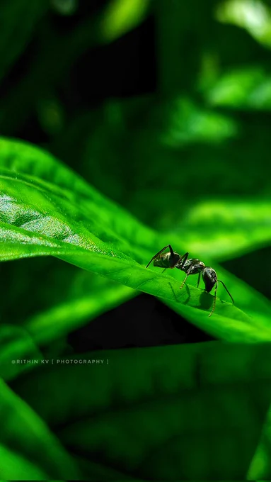 A close-up of a black garden ant perched near the edge of a green leaf. The image captures fine details of the ant’s body and the leaf texture, reflecting stillness and focus.