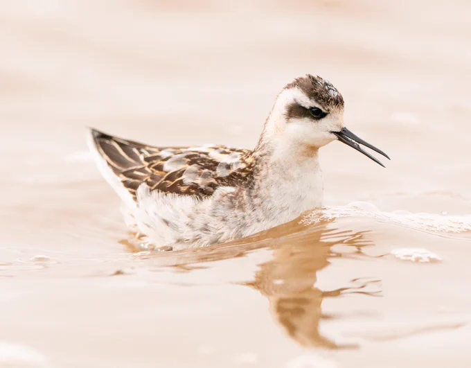Red-necked Phalarope