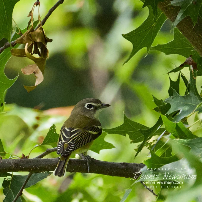 Blue headed Vireo resting on a branch in Central Park. Photo by Dennis Newsham