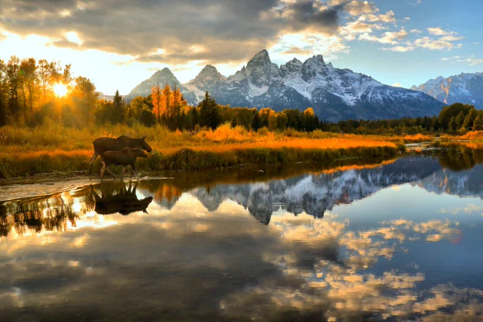 A moose cow and her calf enjoy an evening stroll through the shallow waters of the Snake River as the Teton Range towers in the background. 