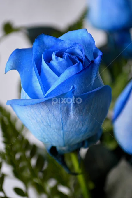 Photo of a blue rose