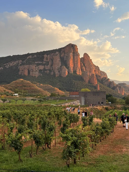 Vineyard with rows of grapevines in the foreground, set against a backdrop of rugged, sunlit cliffs and a blue sky with fluffy clouds. People are walking along a path near a modern building.