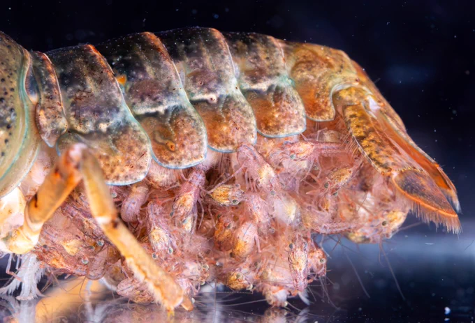 Red Swamp Crawfish babies cling to their mother.