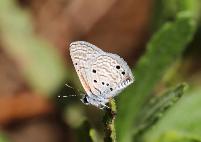 Desert Babul Blue (Azanus ubaldus) © Jon Dunn