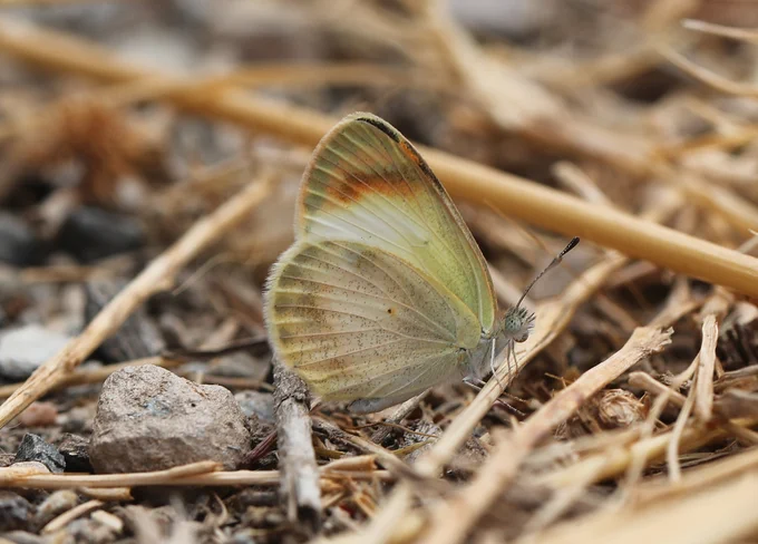 Desert Orange Tip (Colotis evagore) © Jon Dunn