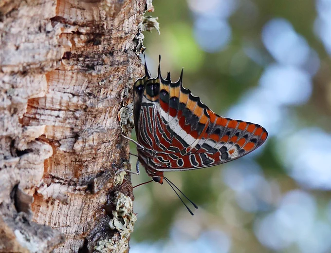 Two-tailed Pasha (Charaxes jasius) © Jon Dunn