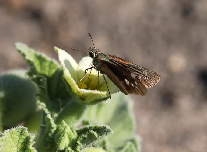 Zeller's Skipper (Borbo borbonica) © Jon Dunn