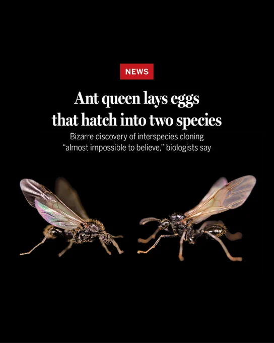 News
Ant queen lays eggs that hatch into two species
Bizarre discovery of interspecies cloning “almost impossible to believe,” biologists say
