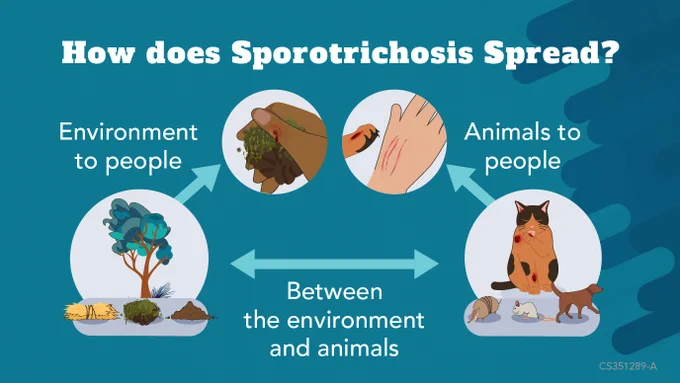 The cycle of how sporotrichosis spreads to people from the environment (through cuts from branches, brush, and through soil) and animals, mostly cats (through scratches or bites). 