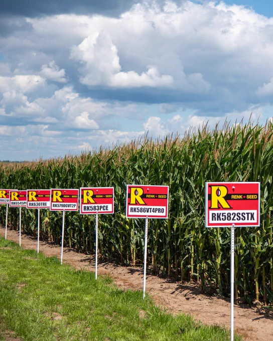 Row of Renk Seed product signs in front of individual test plots of a cornfield with a cloudy sky above.