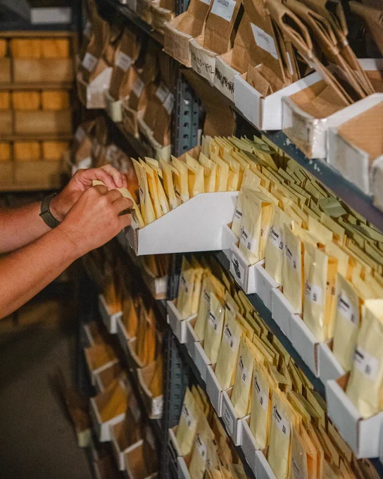 Person sorting seed testing packets on a shelf filled with yellow envelopes in a cooler storage room.