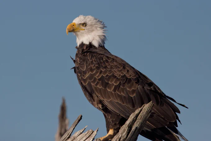 Bald eagle. Photo by/Credit: Peter Pearsall, USFWS