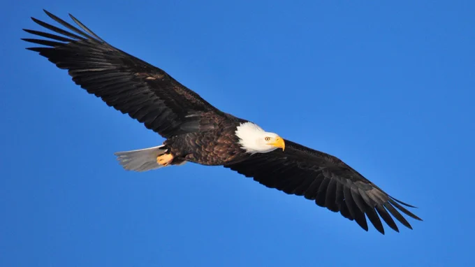 A bald eagle in flight at Seedskadee National Wildlife Refuge. Photo By/Credit Tom Koerner/USFWS