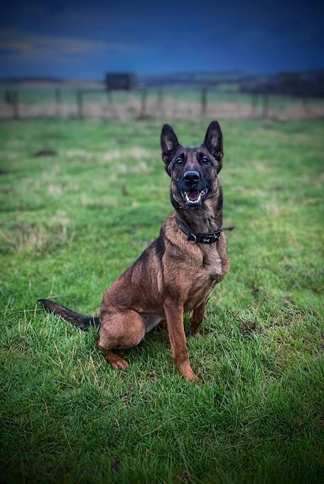 PD Ninja, a Malinois, sat on a grassed field