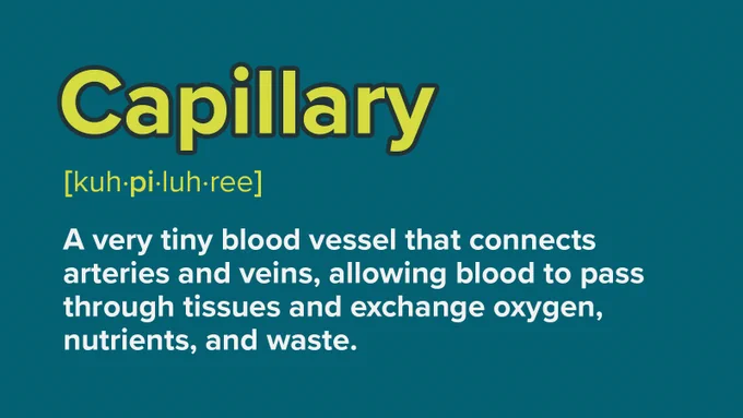 Capillary - a very tiny blood vessel that connects arteries and veins, allowing blood to pass through tissues and exchange oxygen, nutrients, and waste.