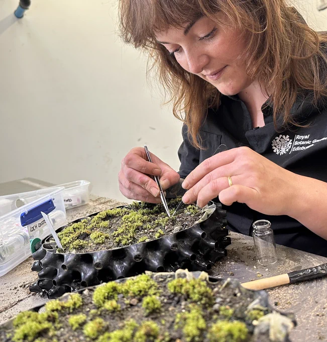Round-leaved bryum being grown and cultivated at the Royal Botanic Garden Edinburgh nursery. Rebecca is gently tweezing the moss out of its pot to put into a small glass jar for transport to its new home.