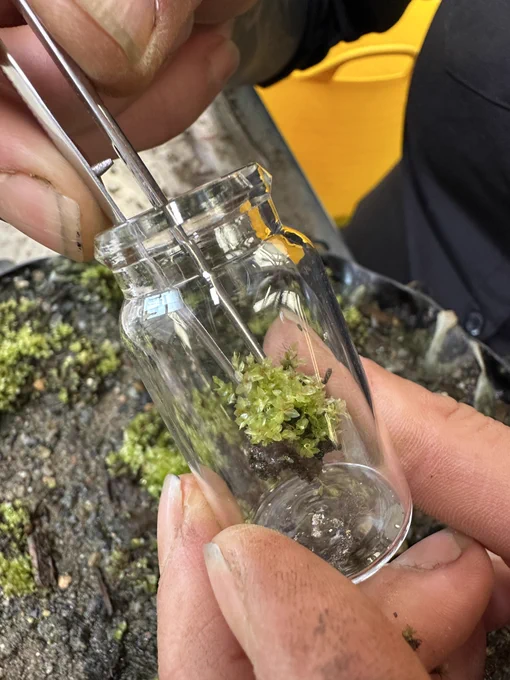A hand with tweezers gently holding a small clump of moss and putting it into a glass jar for transport.