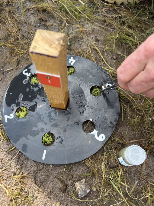 The moss is planted into the mud around a wooden stake and a spacer allowing six small clump of moss to be evenly planted together.  The stake will allow the conservationists to come back and check on how the moss is doing.