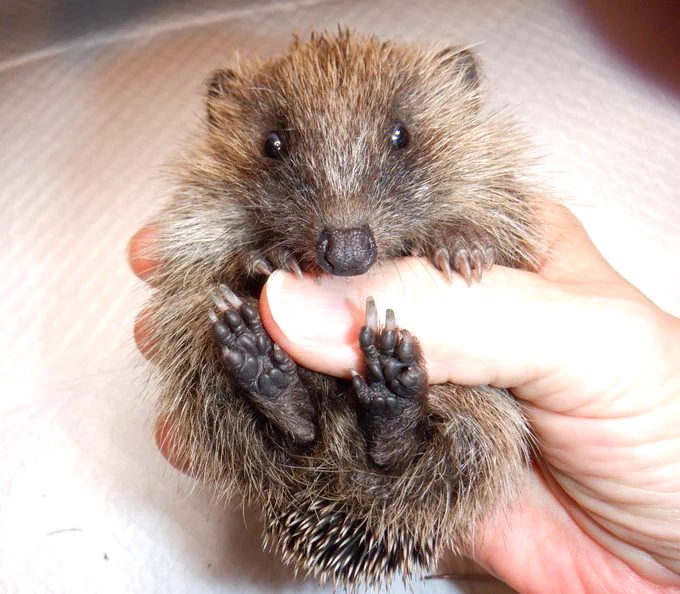 Little Willy, a patient at Hedgehog Cabin, the multi award winning hedgehog hospital.