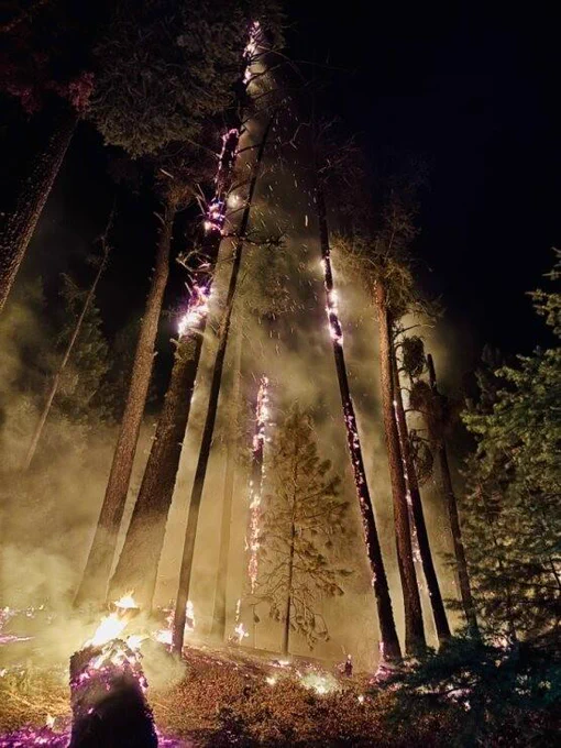 Forest fire stretches from floor to high up on tree trunks at night, with smoke wafting upward.