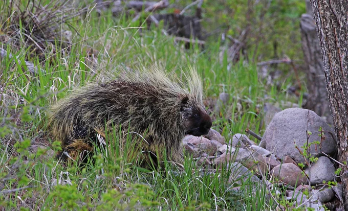 A quill-covered porcupine walks through green grass and rocks in a forested area. 
