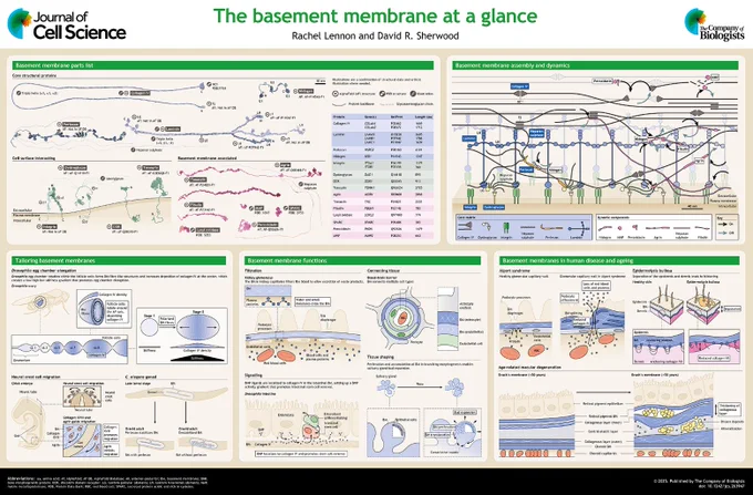 JCS poster - Basement membranes at a glance by Rachel Lennon, David R. Sherwood